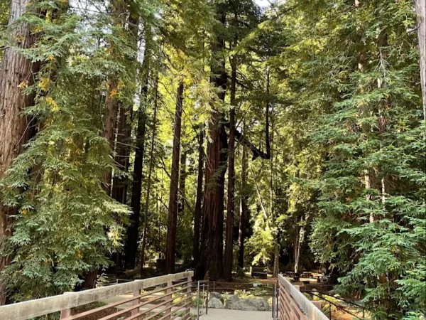 The Perfect 3 Day Big Sur California Road Trip: How I Spent 3 Days in Big Sur 2026