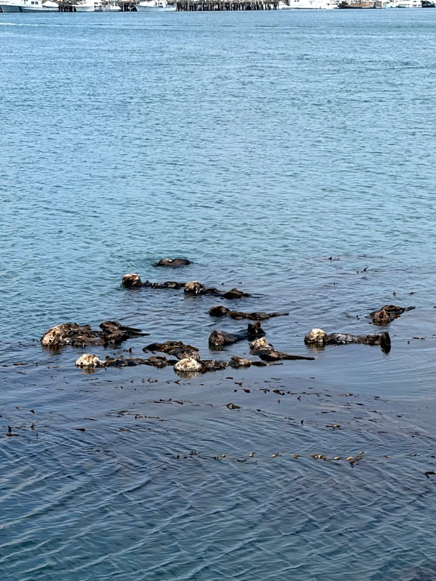 The 9 Best Things to Do in Morro Bay California: My Top Activities in 2026