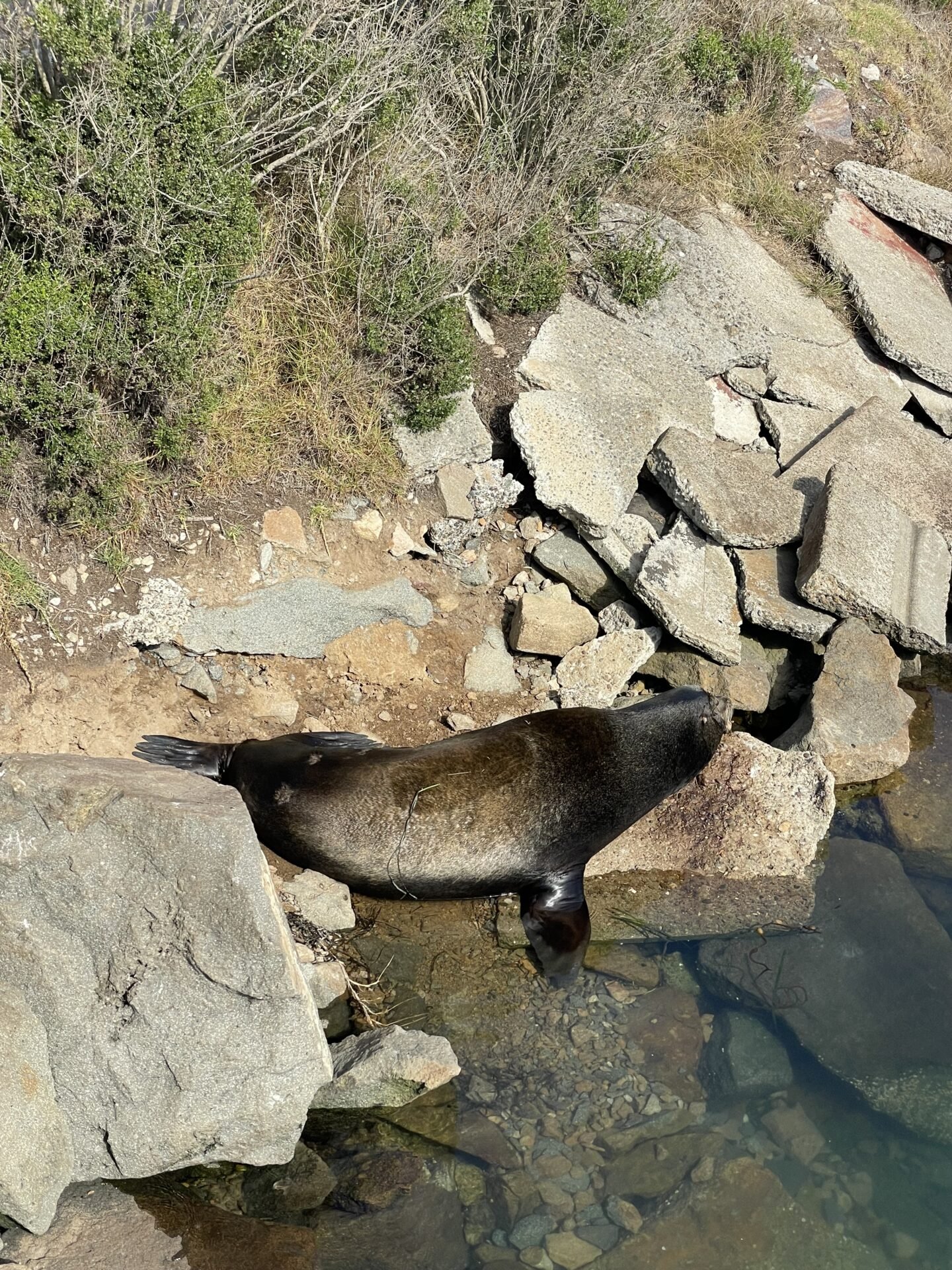 Mini Guide: Where to See Sea Lions & Otters in Morro Bay 2026