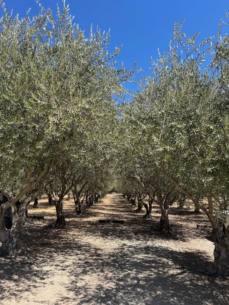 The 7 Best Things to Do in Ojai California: My Top Activities in 2026