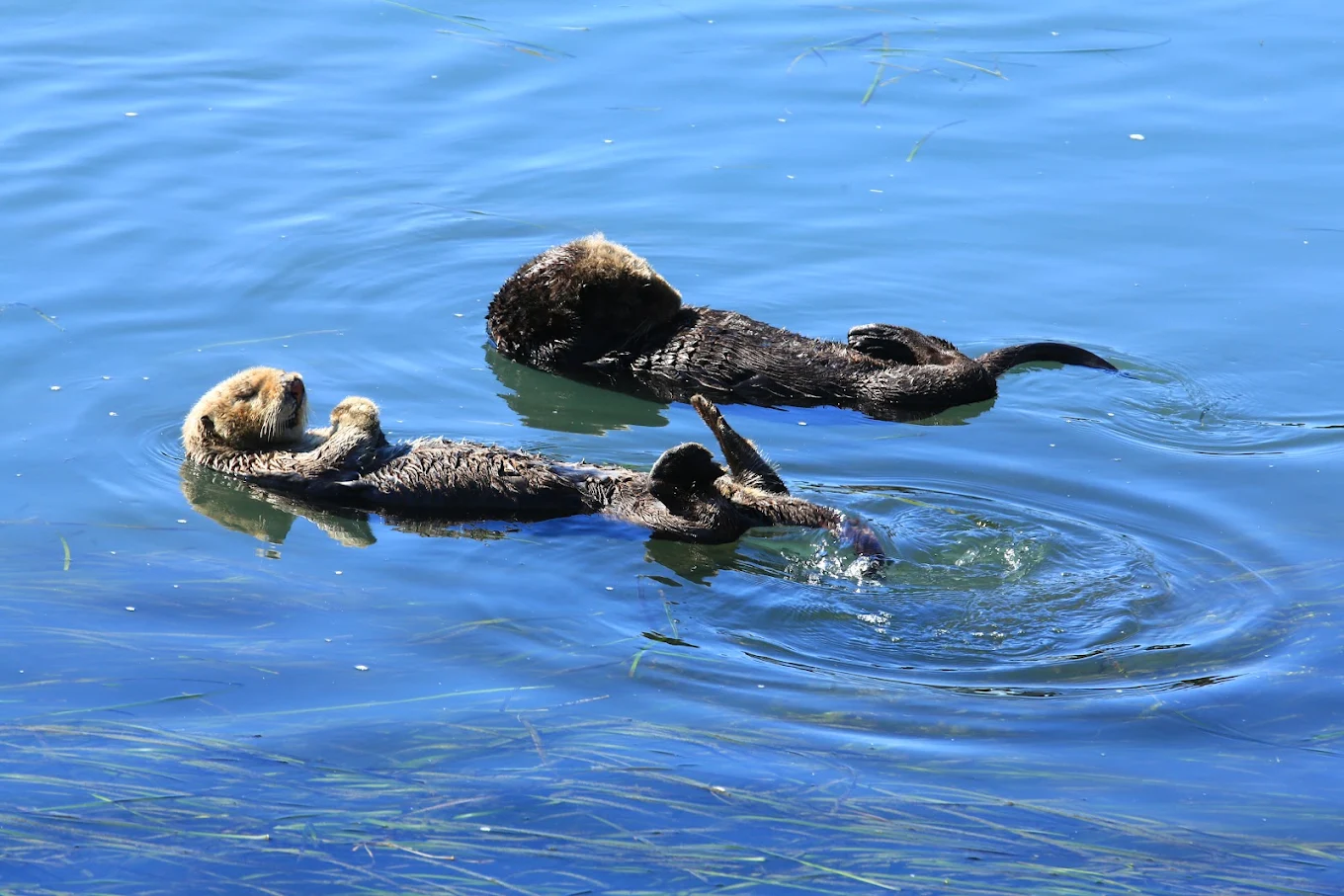 Mini Guide: Where to See Sea Lions & Otters in Morro Bay 2026