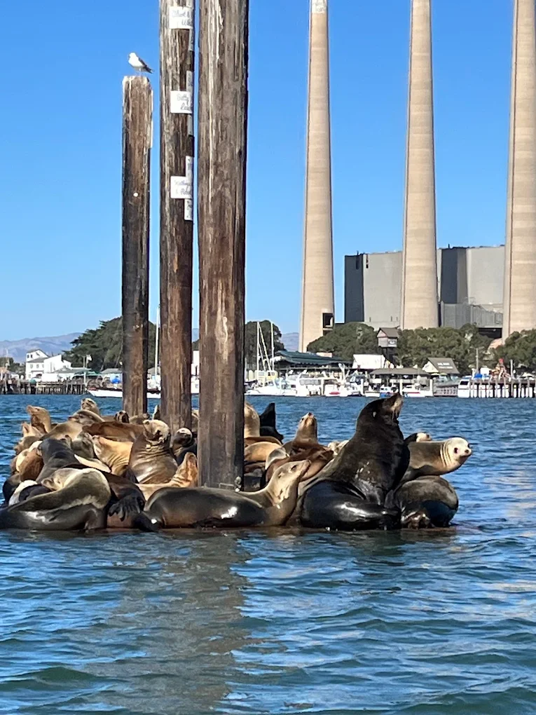 The 9 Best Things to Do in Morro Bay California: My Top Activities in 2026