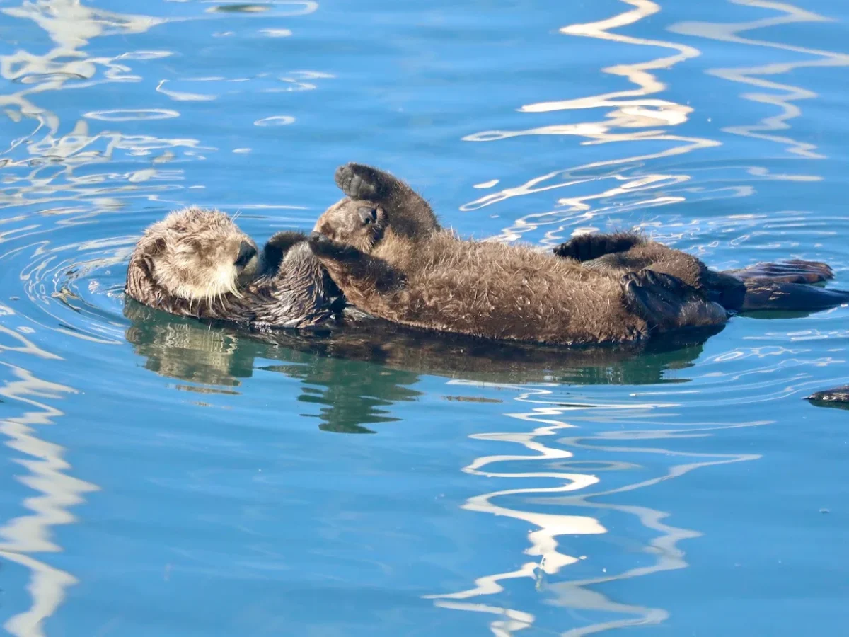 Mini Guide: Where to See Sea Lions & Otters in Morro Bay 2026