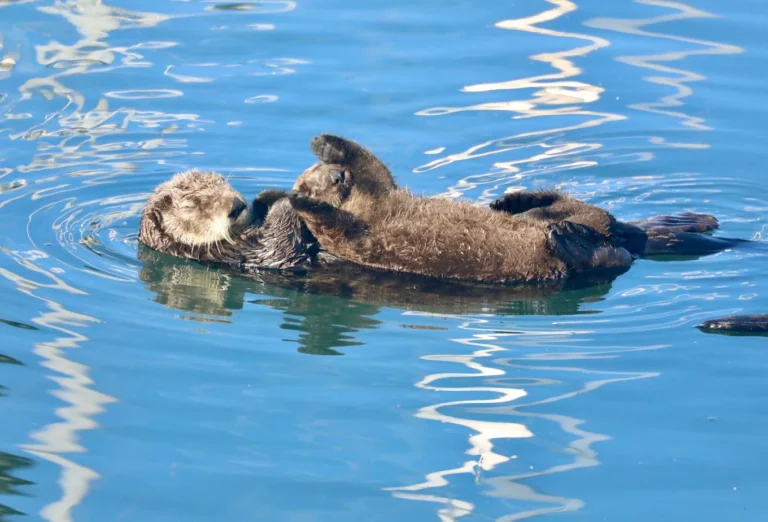 Mini Guide: Where to See Sea Lions & Otters in Morro Bay 2026