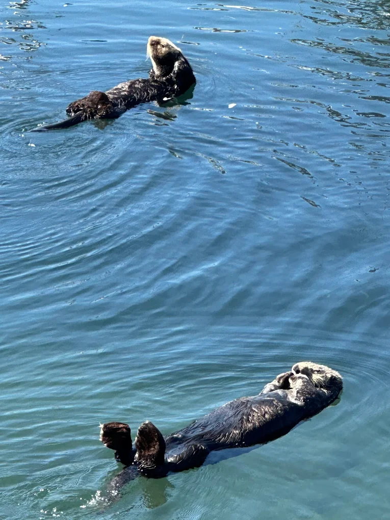 2 Days in Morro Bay California: My Weekend Itinerary in 2026