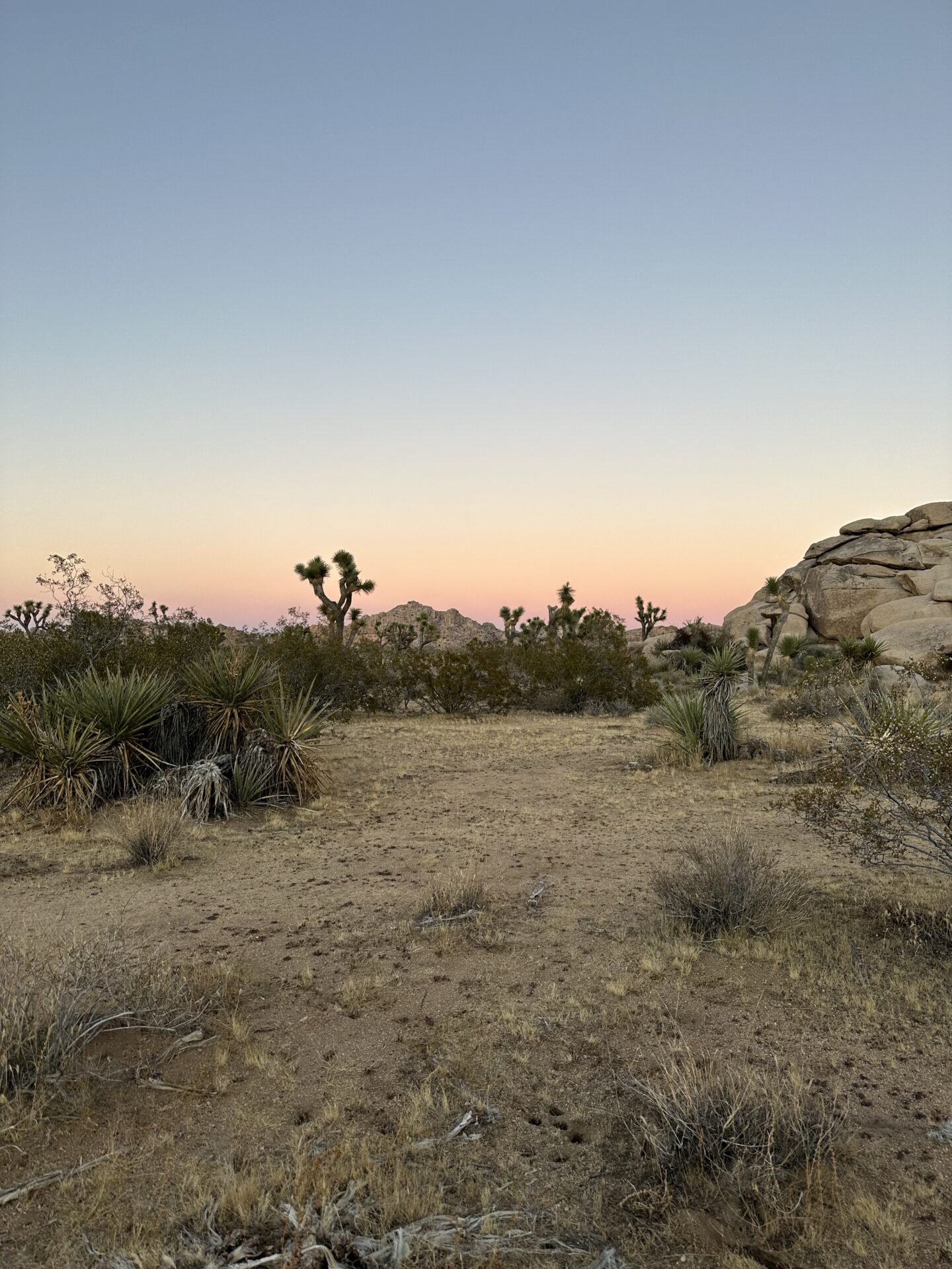 Is Palm Springs Worth Visiting? My Honest Review in 2026