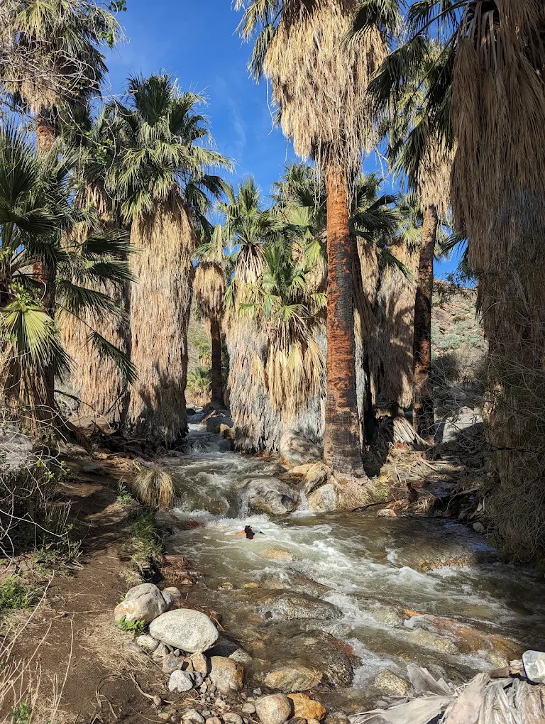Is Palm Springs Worth Visiting? My Honest Review in 2026