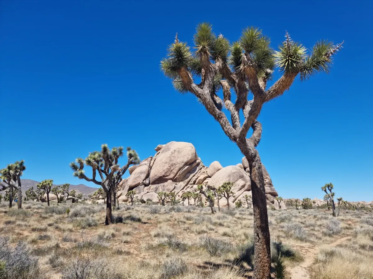 The Best Time to Visit Palm Springs California + When I Wouldn’t Visit Palm Springs (2026)
