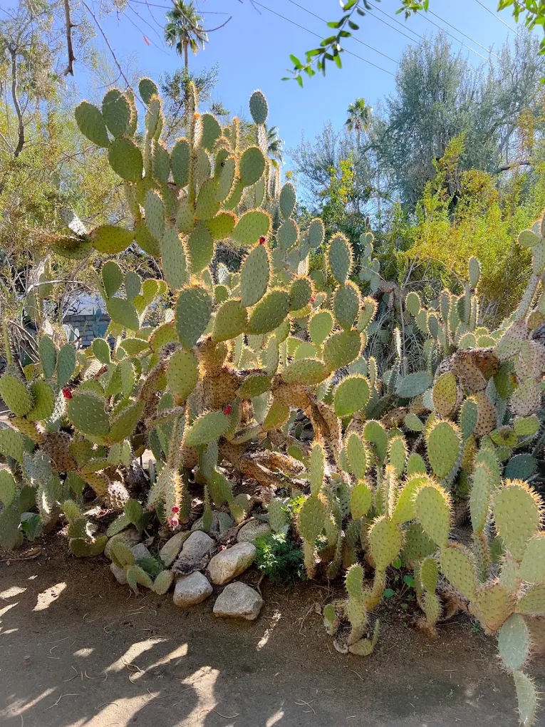 The 9 Best Things to Do in Palm Springs + 2 Things I’d Skip (2026)