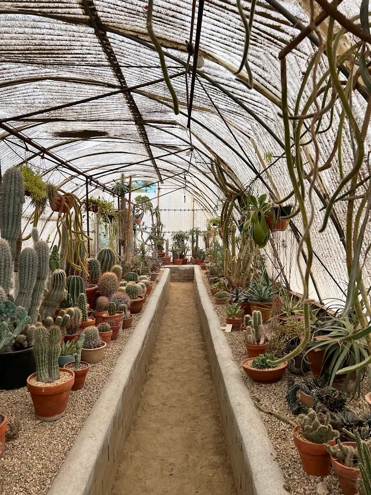 The 9 Best Things to Do in Palm Springs + 2 Things I’d Skip (2026)