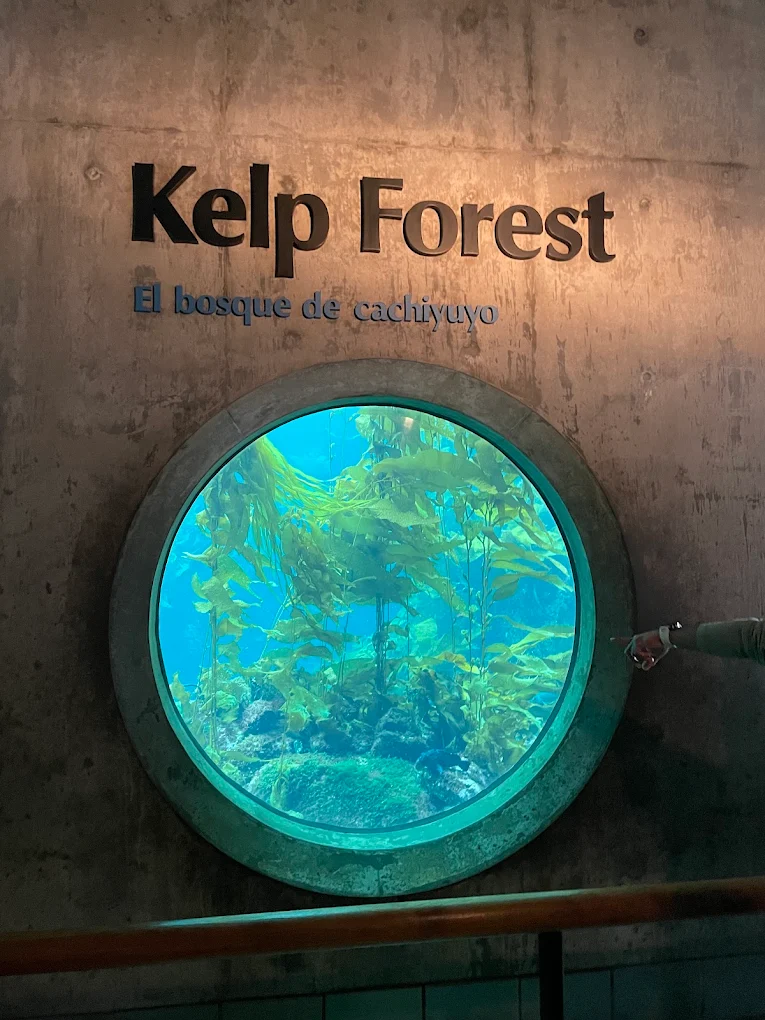 The 10 Best Things to Do in Monterey California: My Favorite Activities in 2026